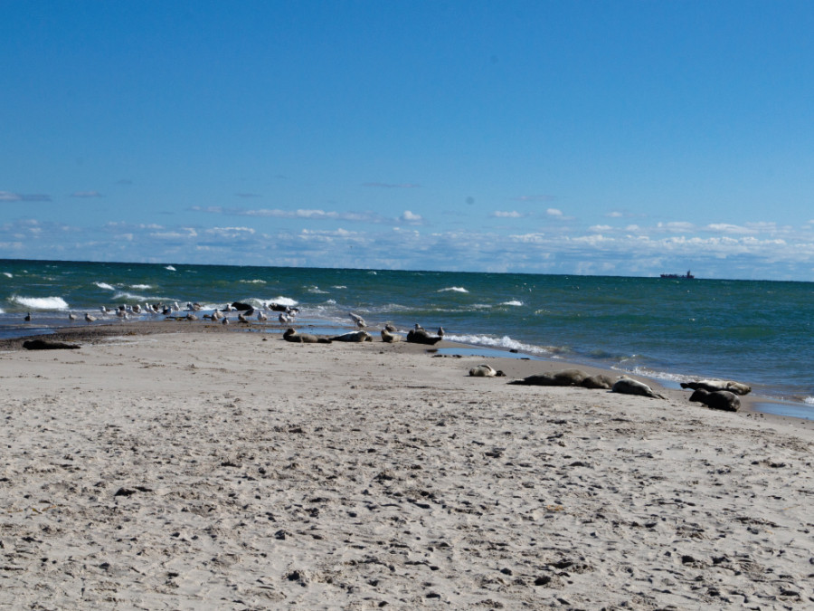 Grenen Grenen