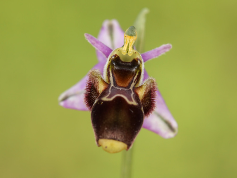 Orchideeën op Rhodos