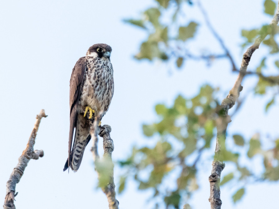 Roofvogels Lesbos