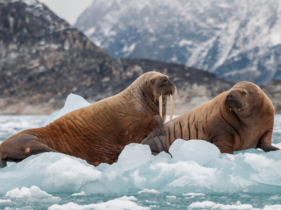Walrussen in Groenland