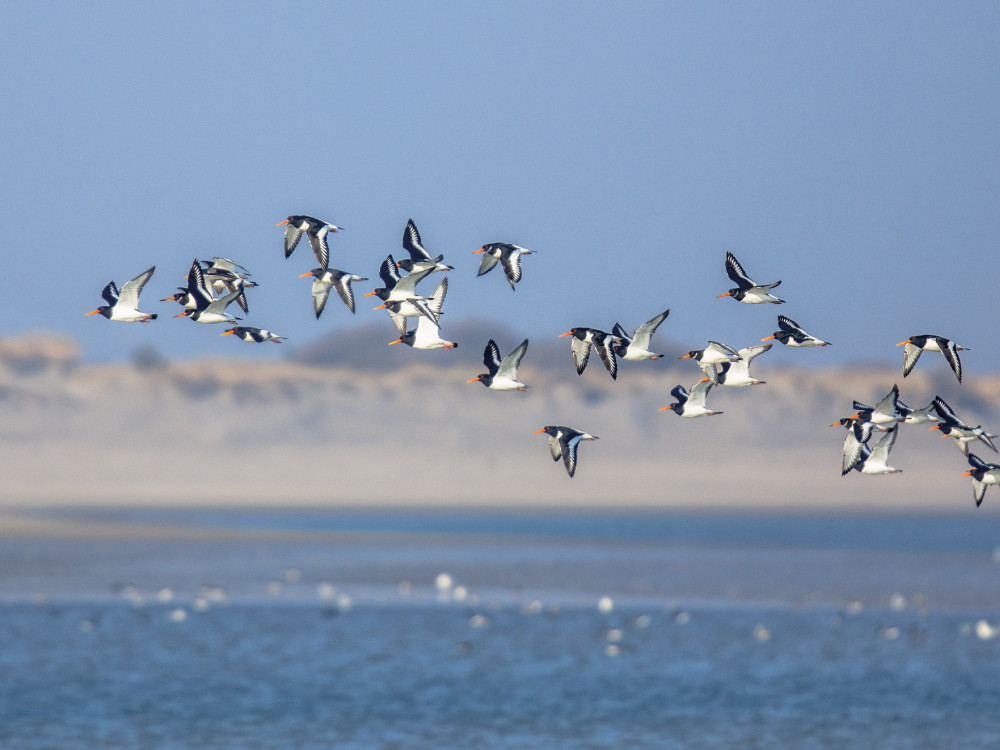 Scholeksters boven de Waddenzee