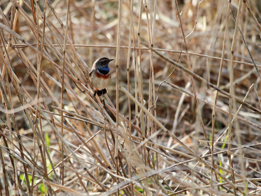 Natuurgebieden bij stad groningen