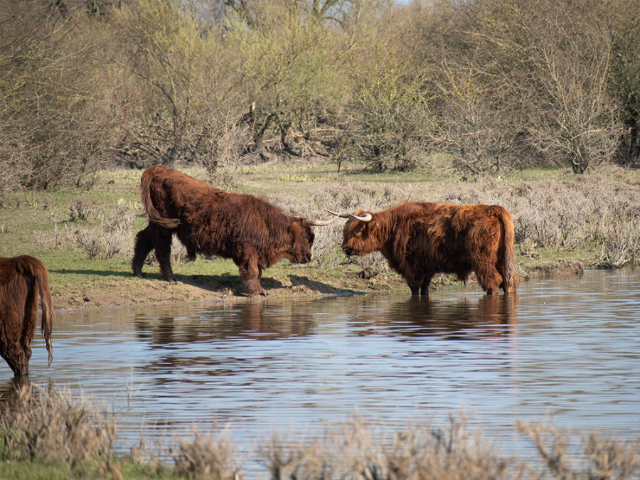 Grote grazers Duursche Waarden