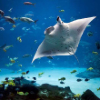 Afbeelding voor Get Your Guide - Manta avontuur