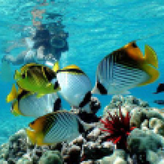 Afbeelding voor Get Your Guide - Big Island eco snorkel