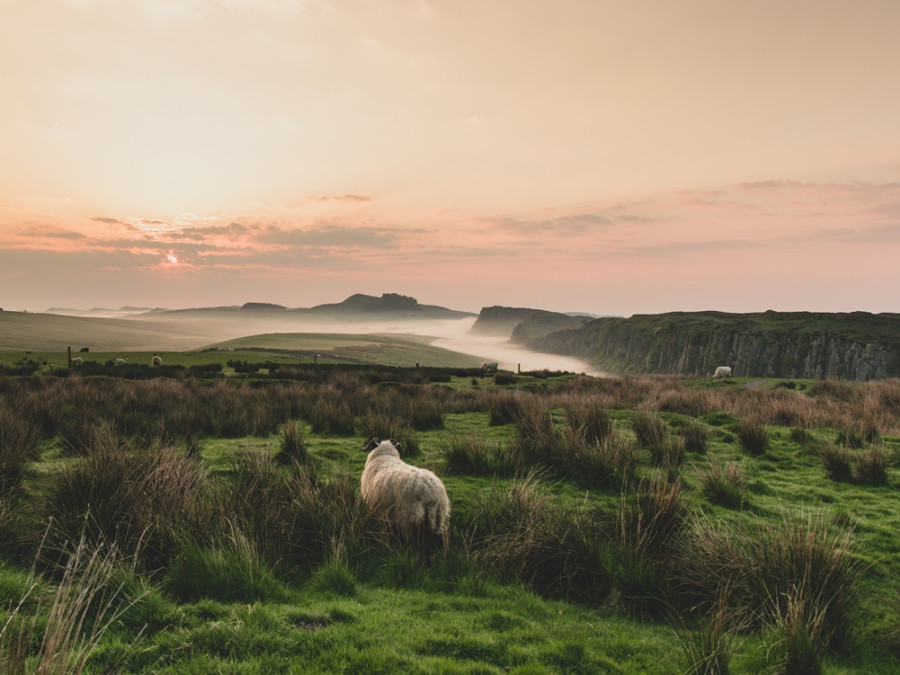 Natuur Northumberland