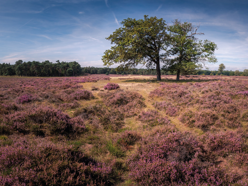 Ginkelse heide in bloei