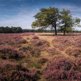 Afbeelding voor Heide in Nederland
