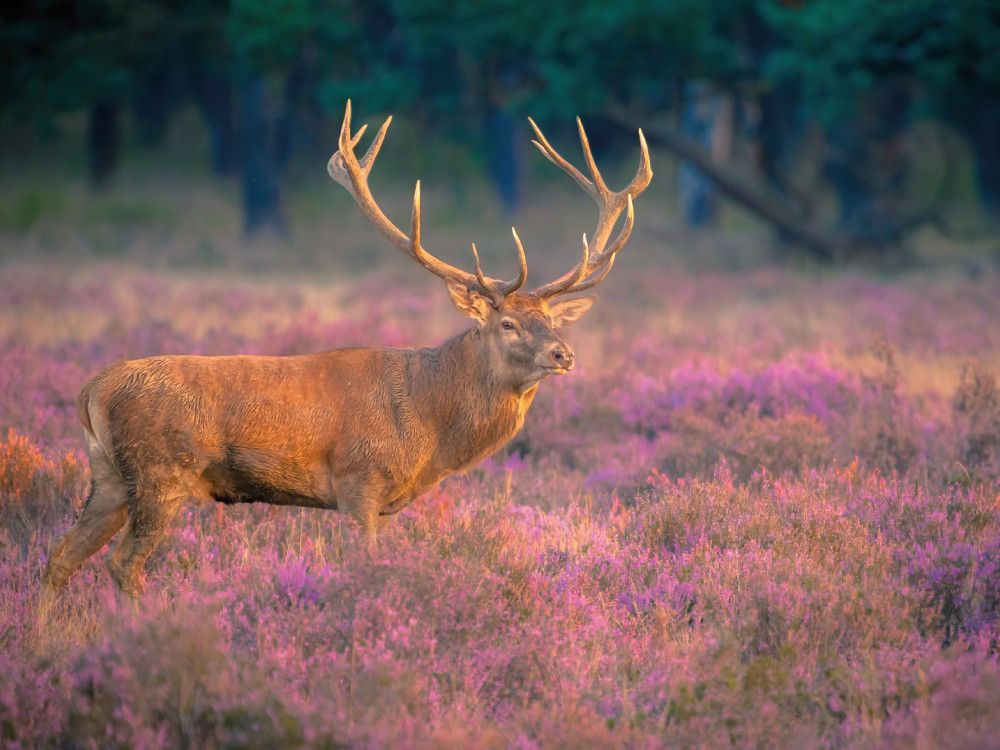 Edelhert in de heide op de Hoge Veluwe