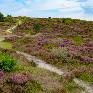 Afbeelding voor Natuurgebied de Schoorlse Duinen