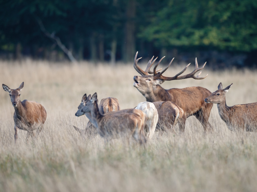 Wilde dieren in het najaar