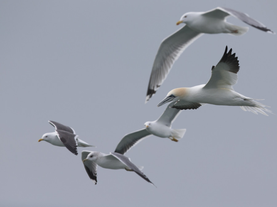 vogeltrek Nederland