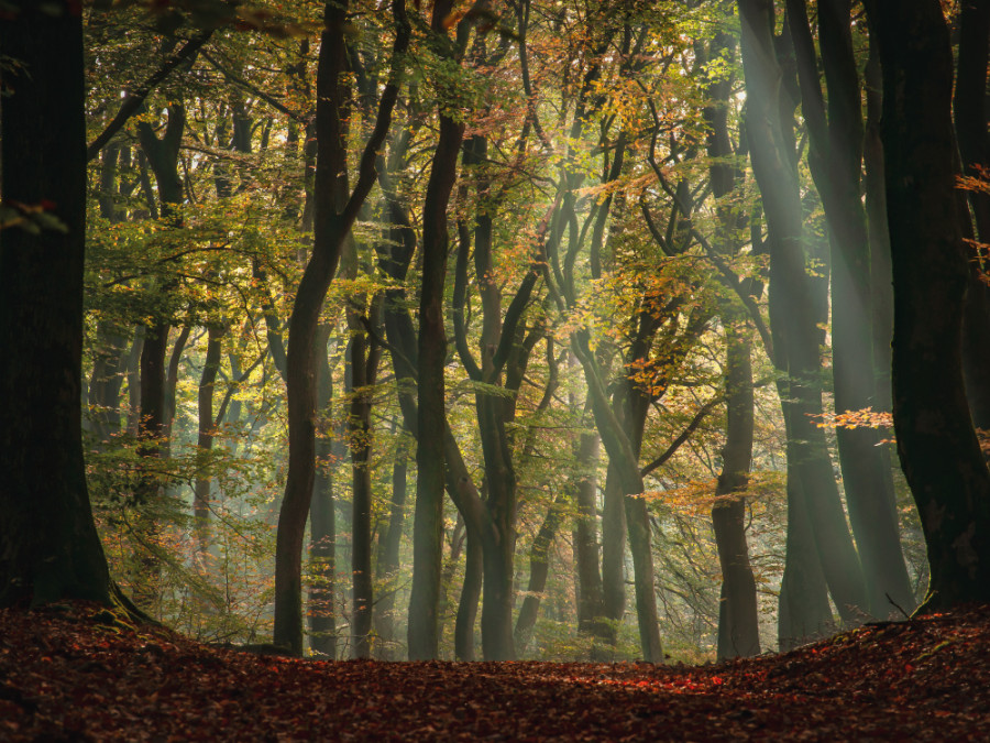 Mooie herfstkleuren