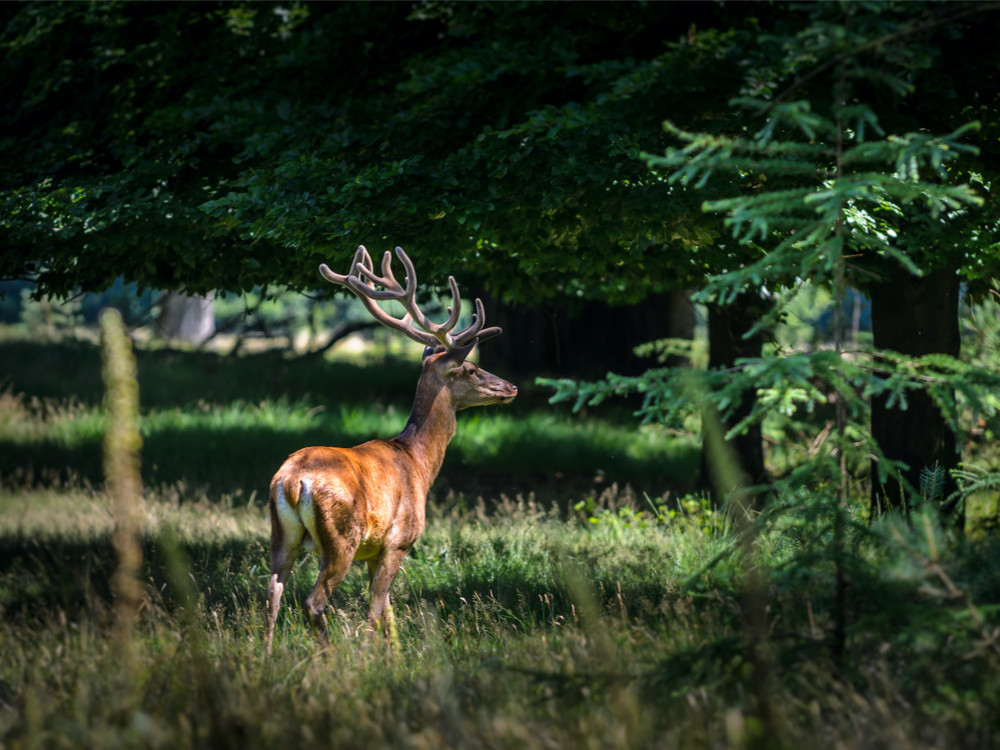 Wildspotten in Kroondomein het Loo bij Apeldoorn