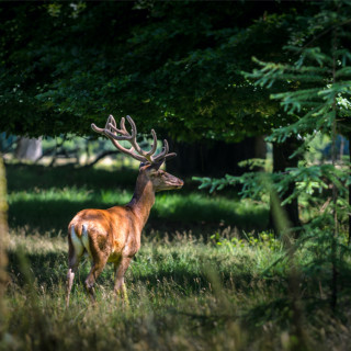 Afbeelding voor Natuur bij Apeldoorn