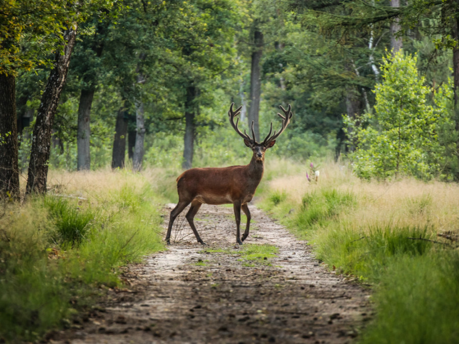 Wilde dieren bij Kootwijk