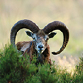 Afbeelding voor Tiqets - Toegangskaarten Hoge Veluwe