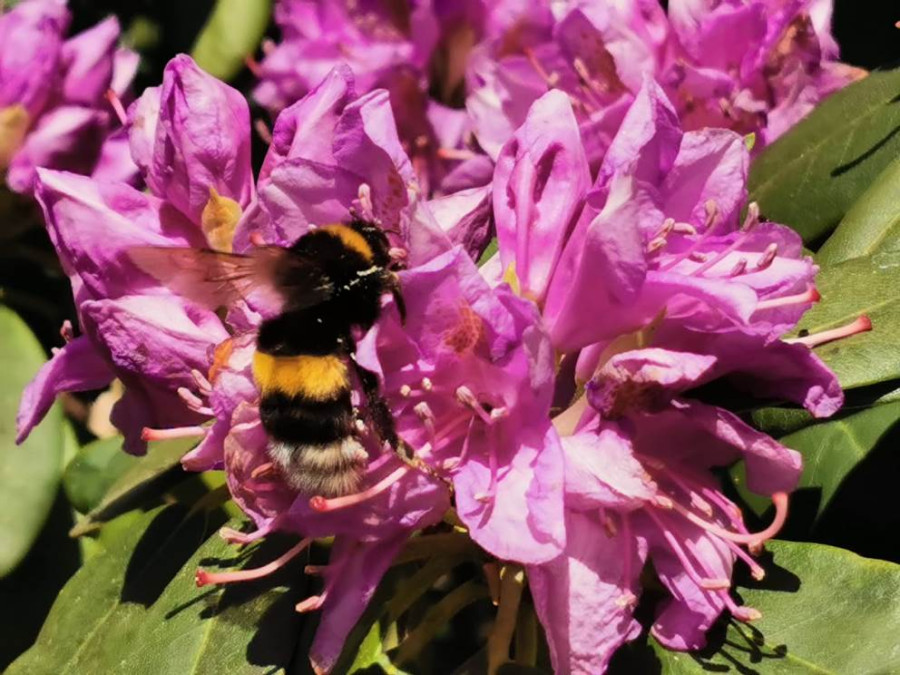 Planten die bijen en hommels lokken