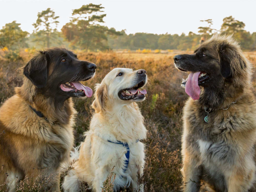Honden op de heide in Nederland