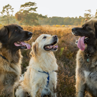 Afbeelding voor Vakantie met hond in Nederland