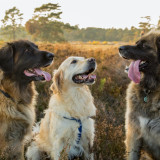 Afbeelding voor Vakantie met hond in Nederland