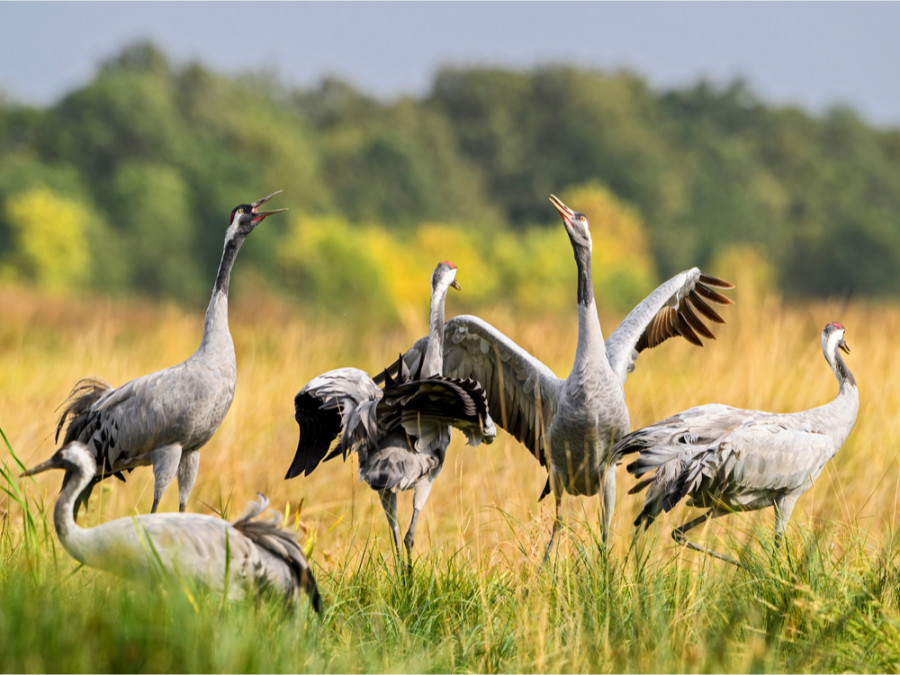 Vogels Hortobágy in Hongarije