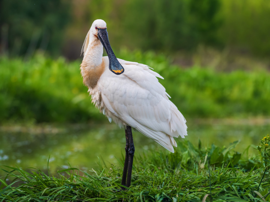 Vogels spotten in Europa