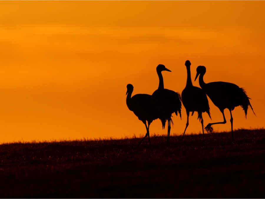 Kraanvogels Hortobagy