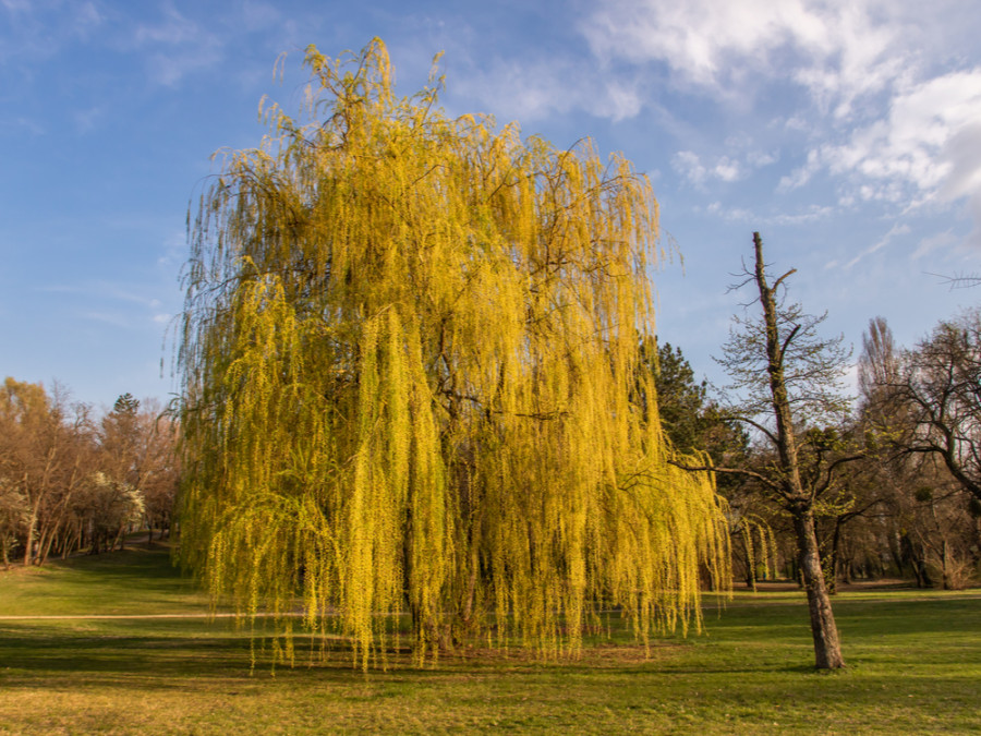 People's Park