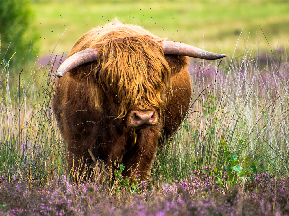 Schotse hooglander op de Gooise heide