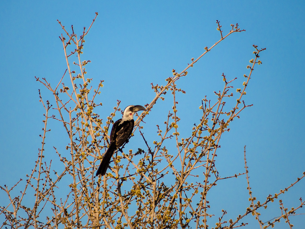 Hornbill