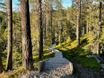 Afbeelding bij Hossa National Park