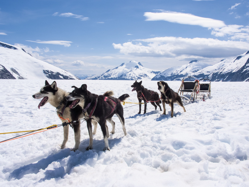 Huskytocht in Alaska of...