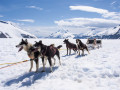 Huskytocht in Alaska of...