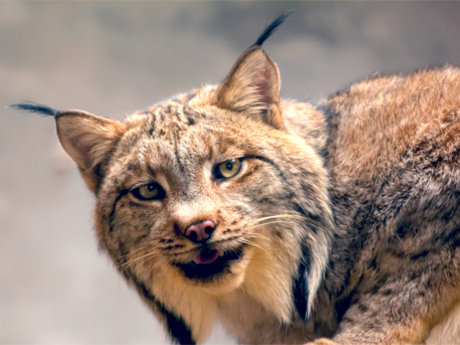 Lynx in Spanje