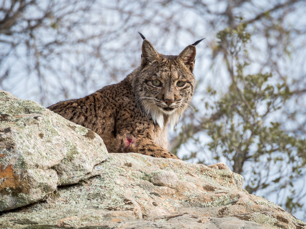 Iberische Lynx