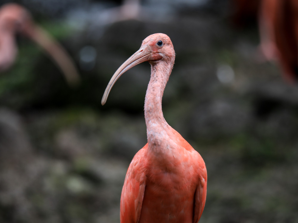 Wilde roze Ibis