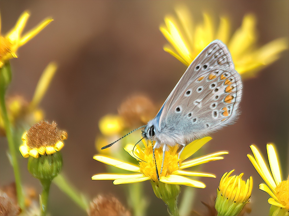 Icarus blauwtje