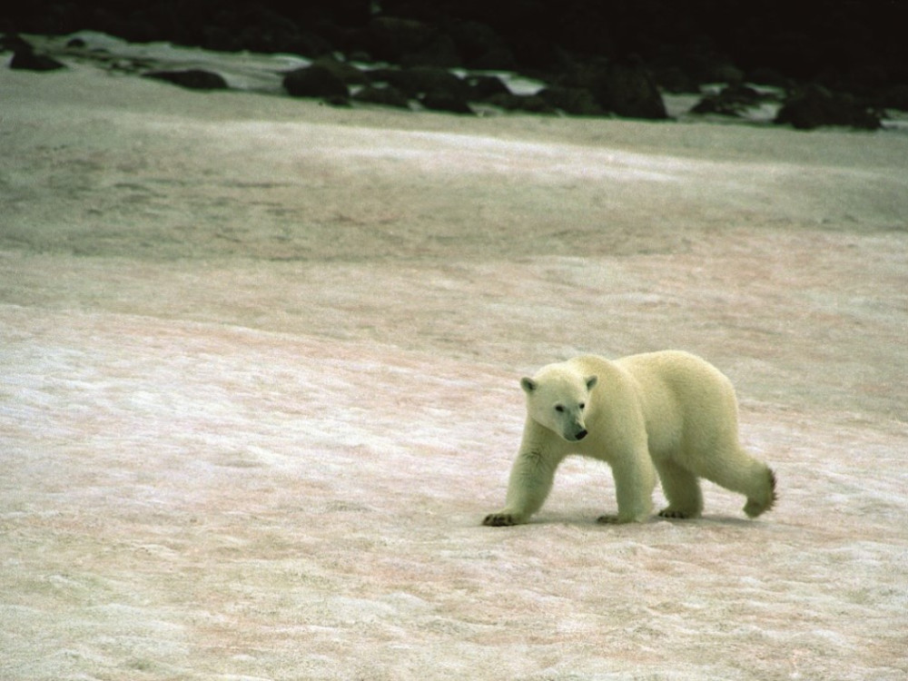 Spitsbergen