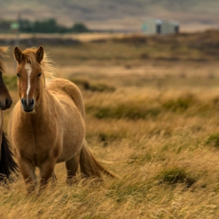 Afbeelding voor Fotoreis IJsland