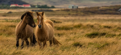 Afbeelding bij Fotoreis IJsland