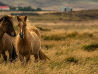 Afbeelding voor Fotoreis IJsland