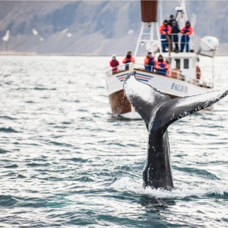 Afbeelding voor Walvissen in IJsland