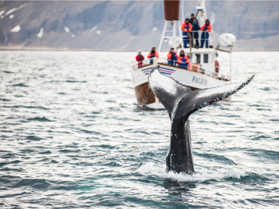 Afbeelding bij Walvissen in IJsland