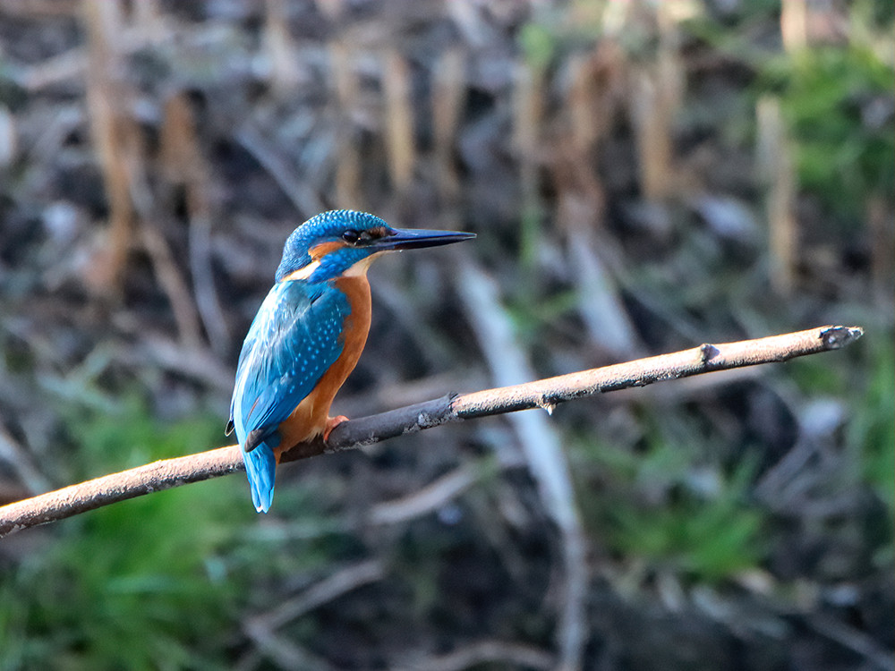 IJsvogel