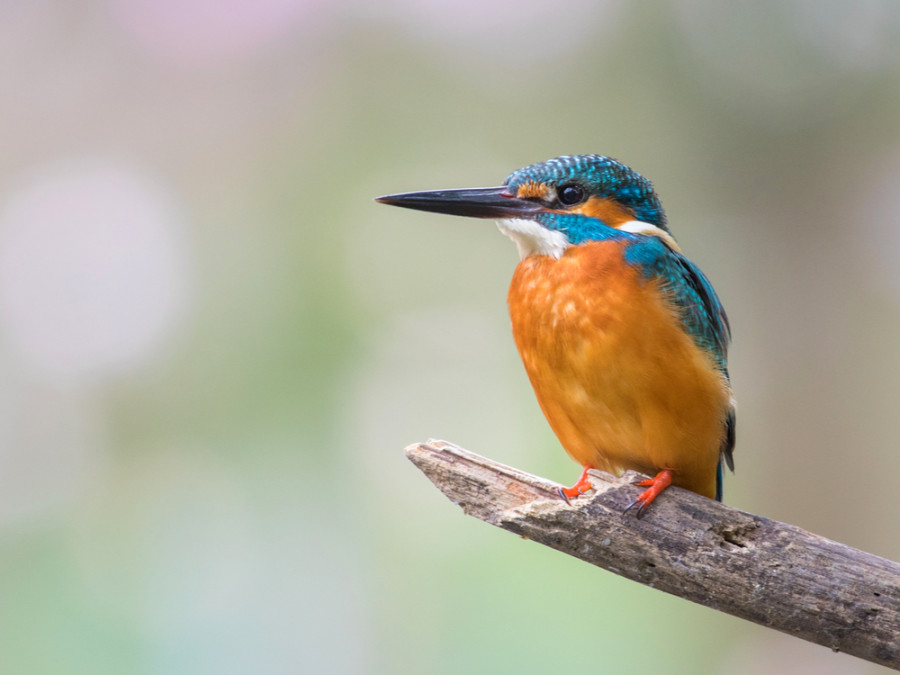 IJsvogel bij de Regge