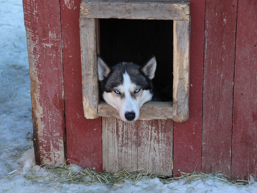 Husky in zijn hok