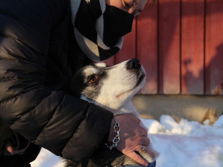 Knuffelen met husky