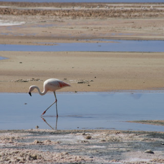 Afbeelding voor Atacama woestijn