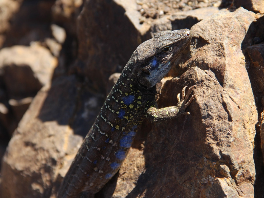 Canarische Hagedis